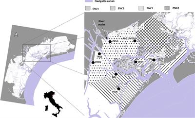 Early Diagenesis in Sediments of the Venice Lagoon (Italy) and Its Relationship to Hypoxia